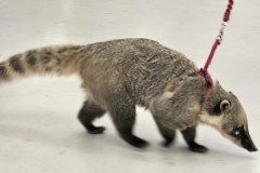 Creature_Feature_01-31-26-7