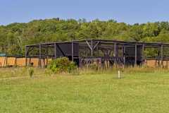 Eagle-Sanctuary-10-3-25-1