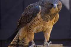 Eagle-Sanctuary-10-3-25-10