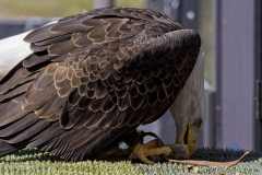 Eagle-Sanctuary-10-3-25-12