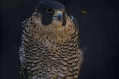 Eagle-Sanctuary-10-3-25-3