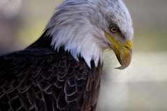 Eagle-Sanctuary-10-3-25-4