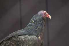 Eagle-Sanctuary-10-3-25-5