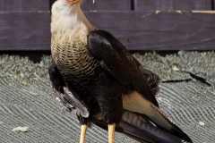 Eagle-Sanctuary-10-3-25-6