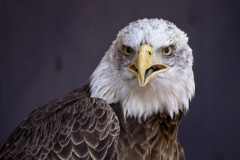 Eagle-Sanctuary-10-3-25-8