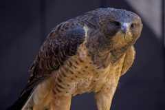 Eagle-Sanctuary-10-3-25-9