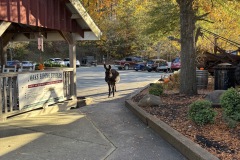 Horseback-riding-at-Adventure-Park-at-Five-Oaks_11-4-25-13
