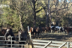 Horseback-riding-at-Adventure-Park-at-Five-Oaks_11-4-25-8